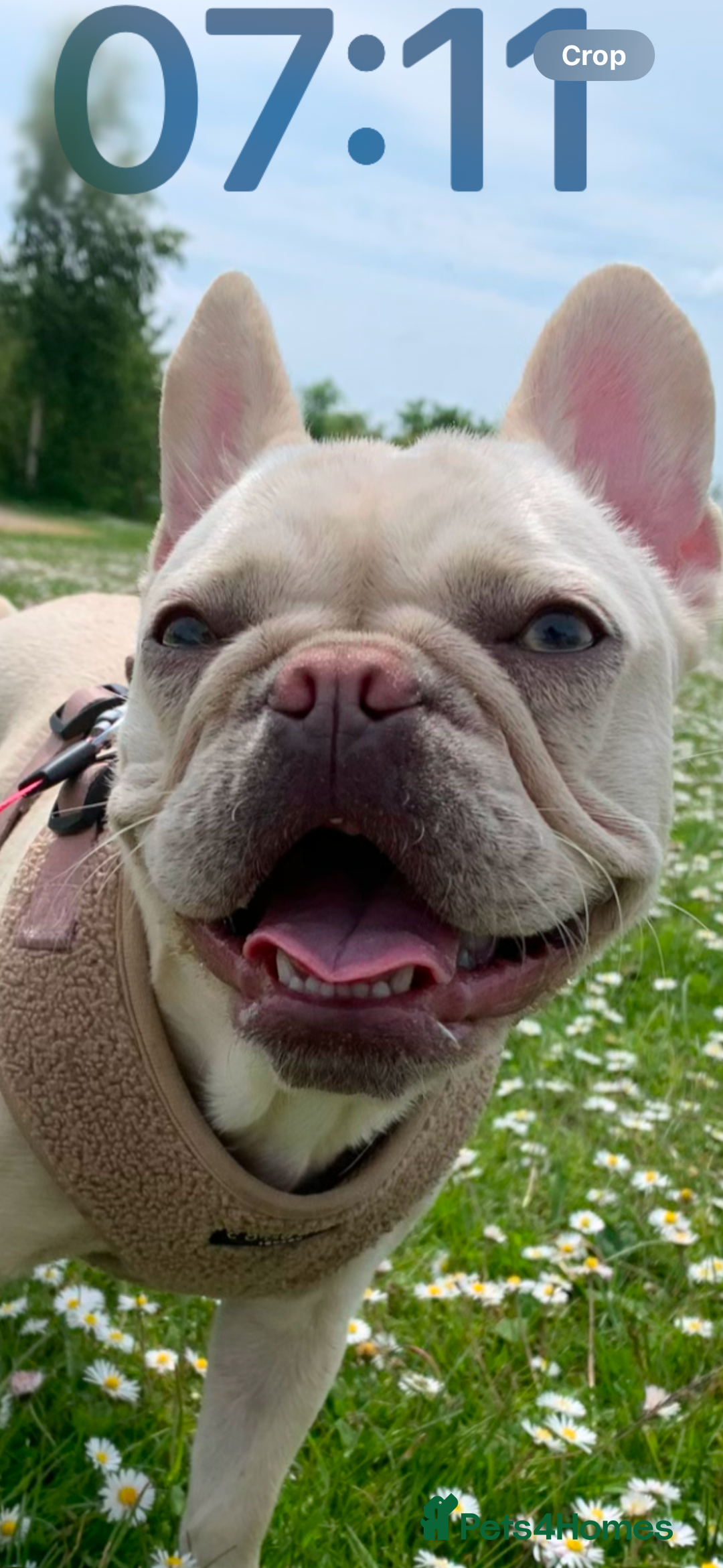 French Bulldog dogs for sale: 3 year old French bulldog - Image 5