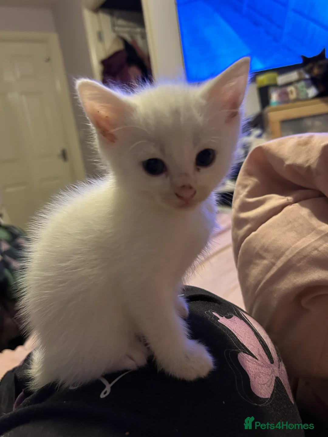Mixed Breed cats for sale: white kittens available in Leicester - Advert 1
