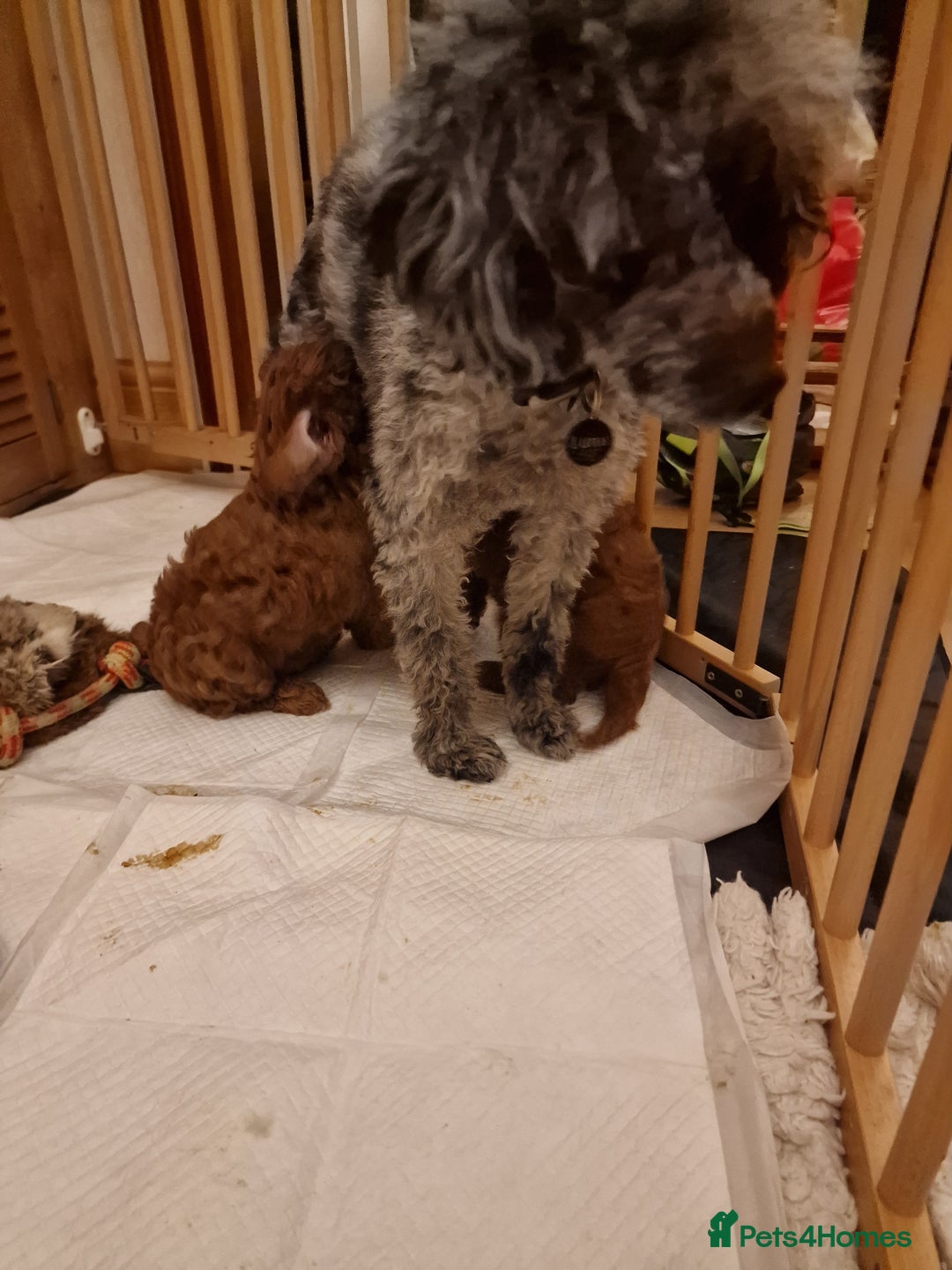 Cockapoo dogs for sale: Apricot coloured cockapoo boy - Advert 17