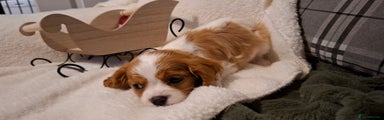 Cavalier King Charles Spaniel Puppy 4