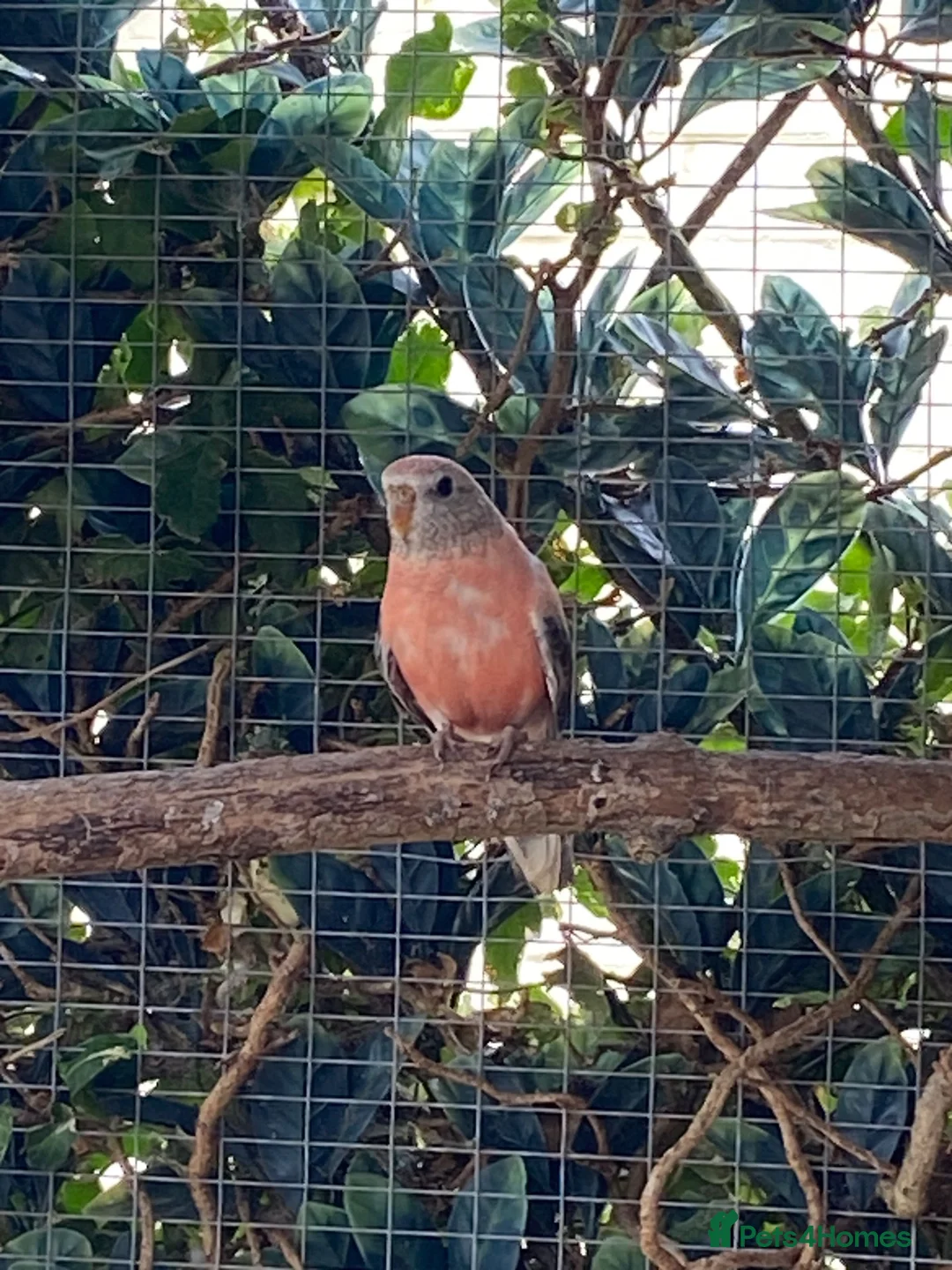 Mixed Breed birds for sale: Mixed birds ideal for new aviary  - Advert 9