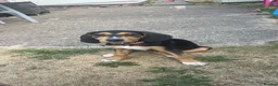 Mixed Breed dogs for sale: Puppy for rehoming  in Coventry - Advert 2