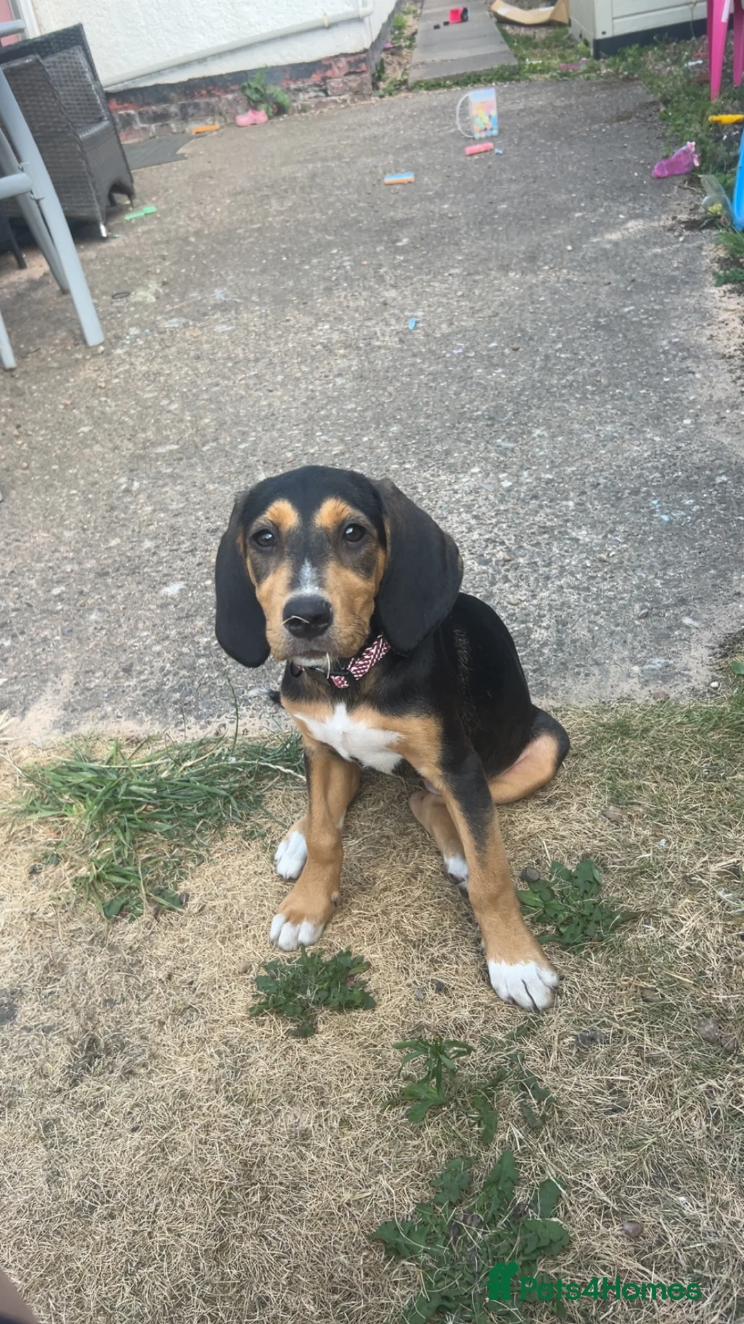 Mixed Breed dogs for sale: Puppy for rehoming  in Coventry - Advert 2