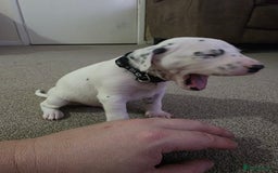 Dalmatian dogs for sale: 100% DALMATIAN LITTER - Image 30