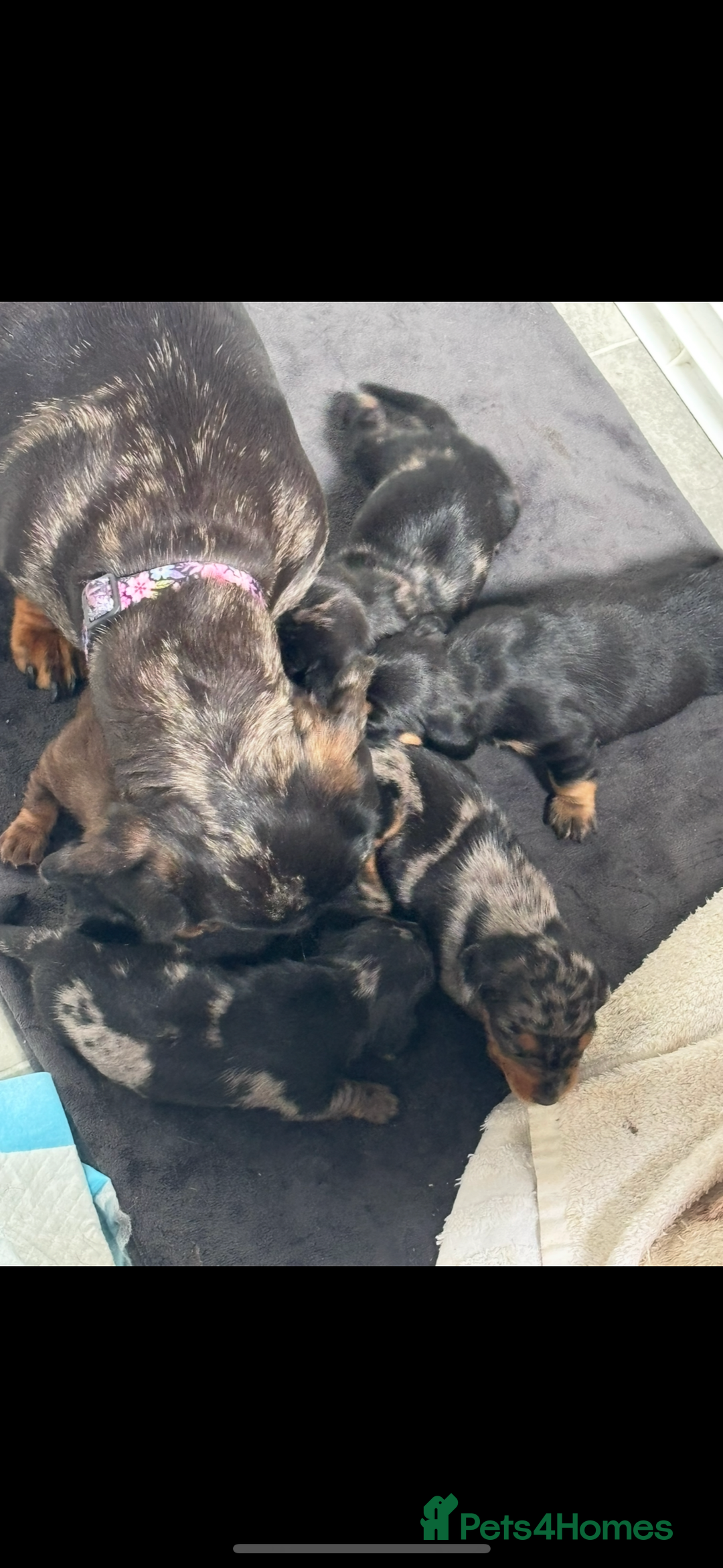Miniature Dachshund dogs for sale: Beautiful miniature dachshund puppies - Image 8