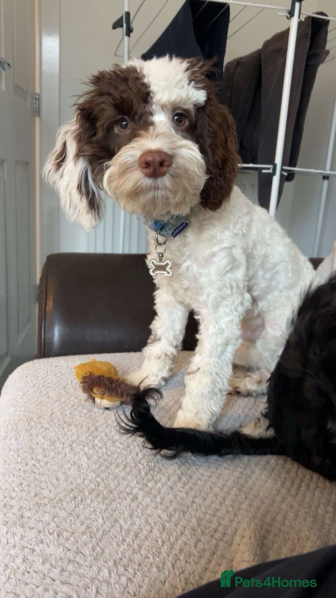 Cockapoo dogs for sale: 6 months old boy cockapoo  - Advert 2