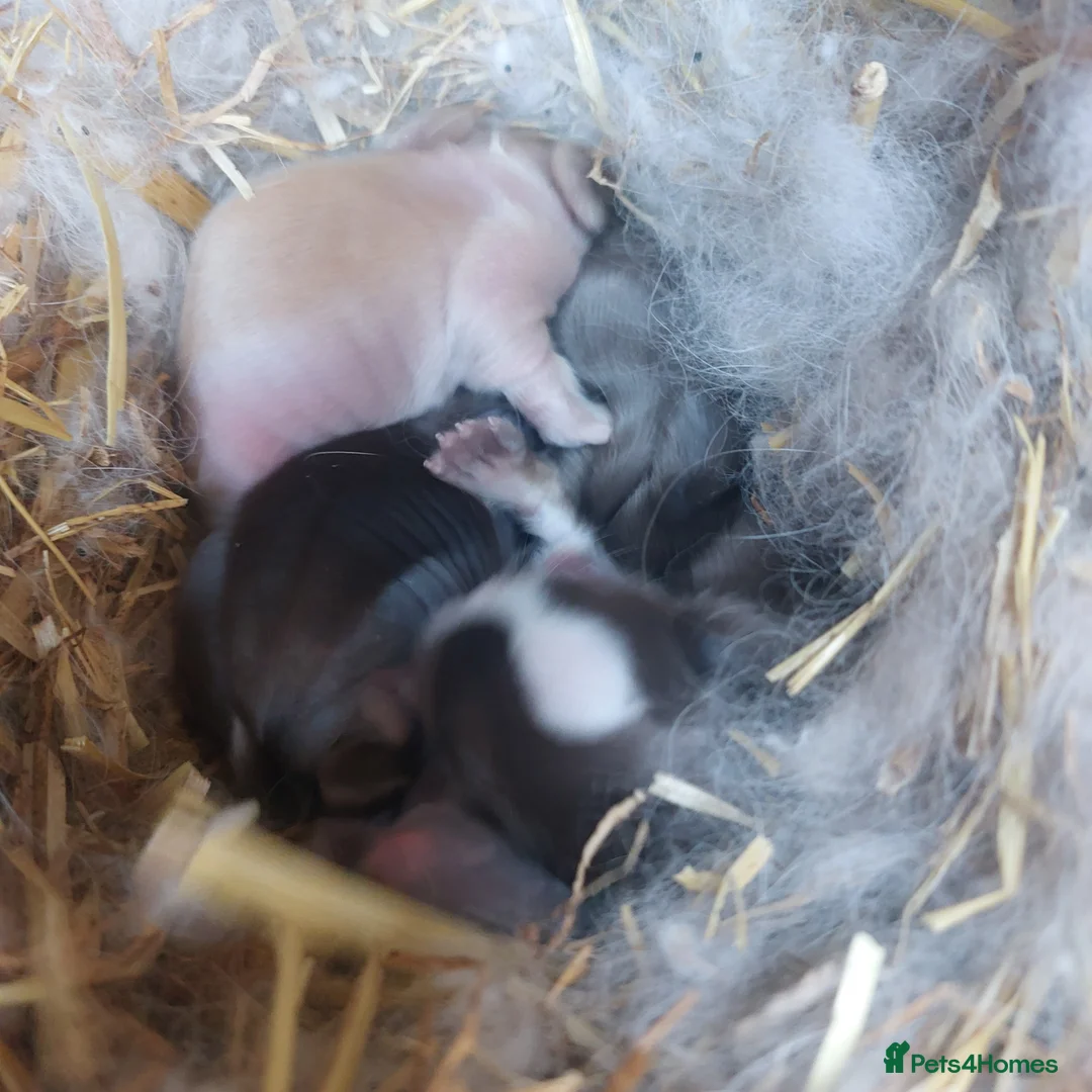 Lionhead rabbits for sale: PUREBRED DOUBLE/ TEDDY LION HEAD BABIES  - Advert 19