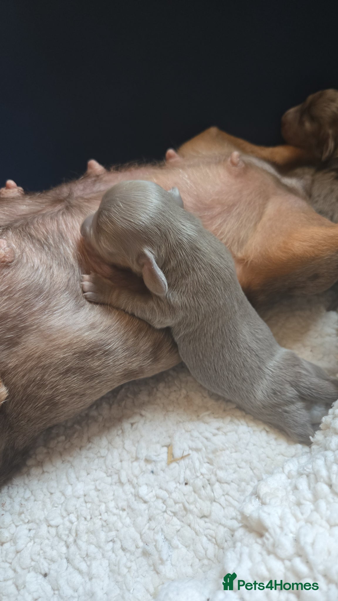 Dachshund dogs 5 gorgeous dachshund puppies for loving homes - Advert 2