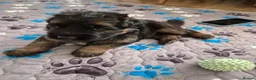 German Shepherd dogs for sale: Stunning GSD Puppies – KC Registered –  DM Clear - Advert 10