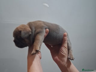 French Bulldog dogs - Advert 22