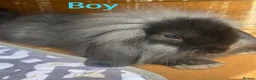 Mini Lion Lop rabbits for sale: Mini Lion Lop baby bunnies For Sale - Advert 13