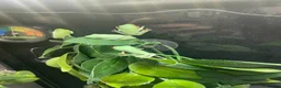 Frog reptiles for sale: 6 red eye tree frogs and enclosure  - Advert 8
