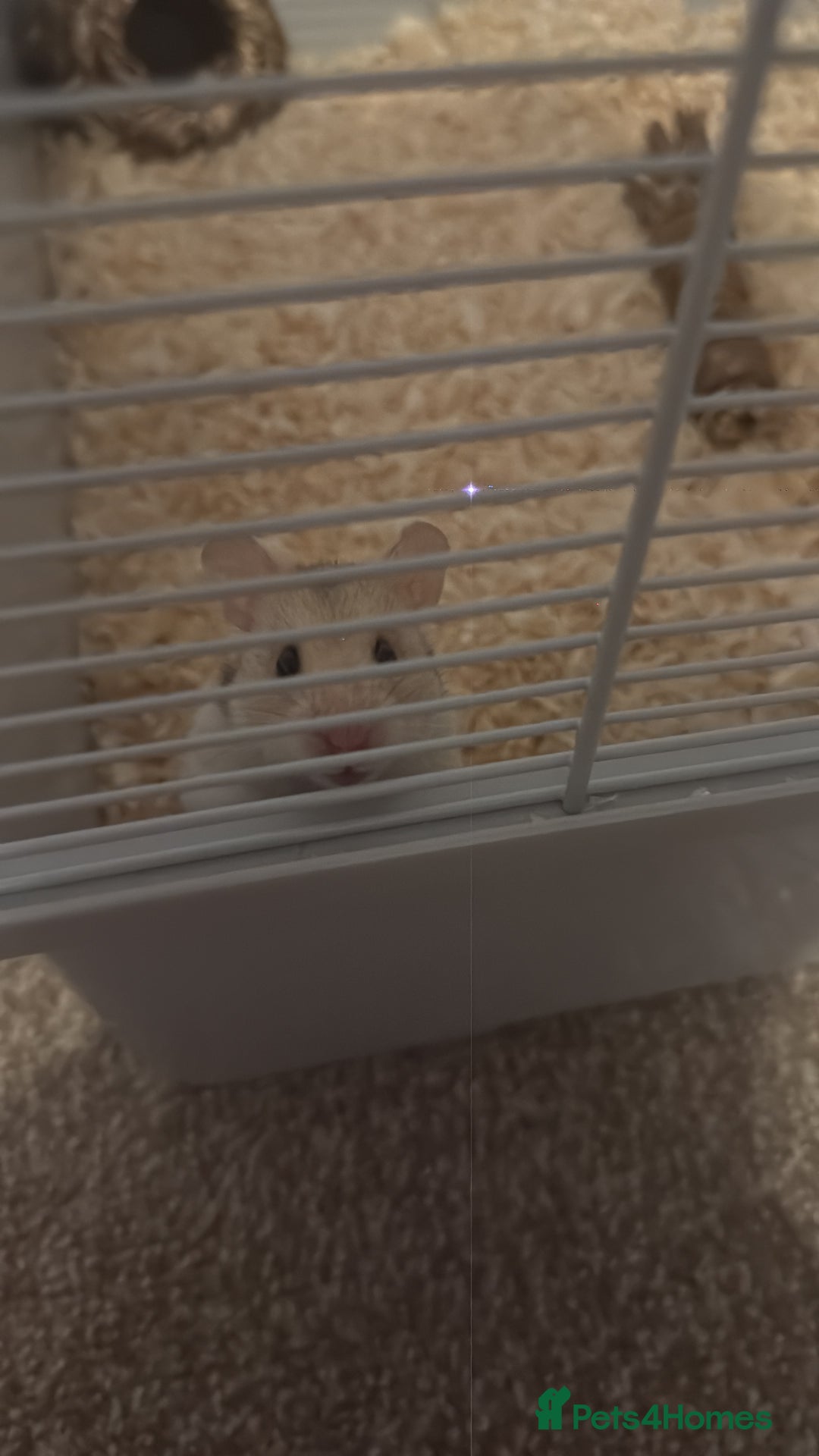 Hamster rodents for sale: Syrian hamster - Advert 1