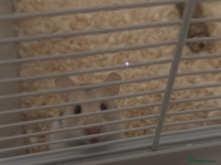 Hamster rodents Syrian hamster - Advert 1