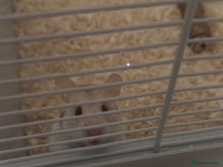 Hamster rodents Syrian hamster - Advert 8