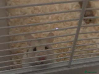 Hamster rodents Syrian hamster - Advert 5