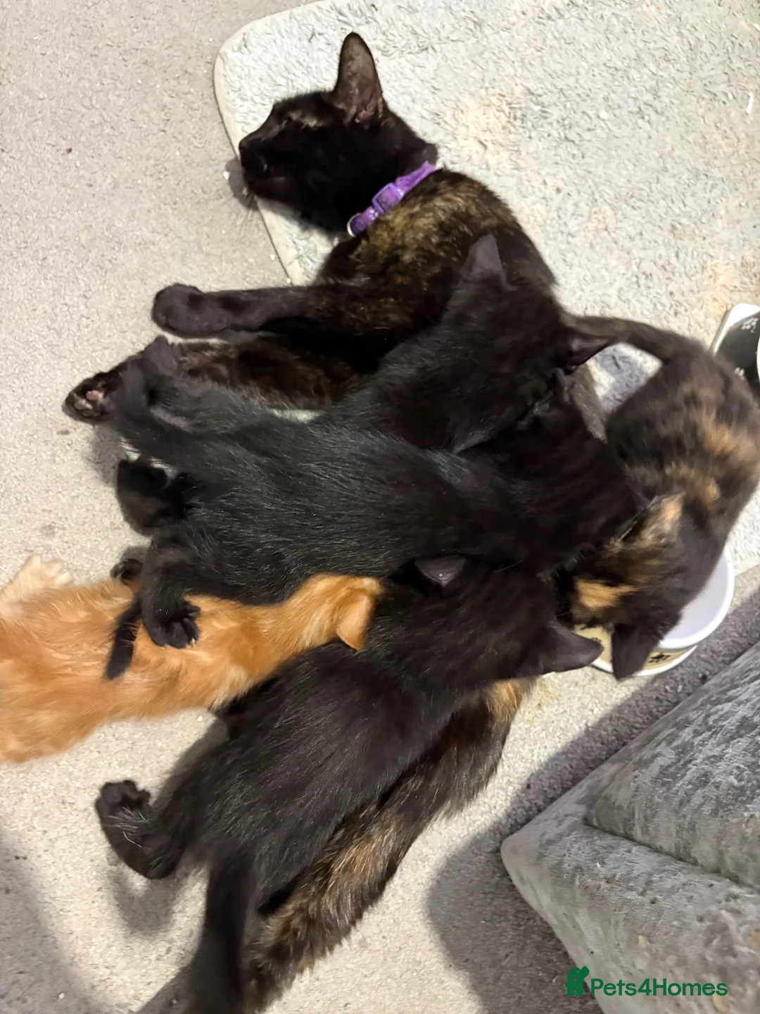 Mixed Breed cats for sale: 5 kittens for sale. prices vary..READ DESCRIPTION  - Advert 1