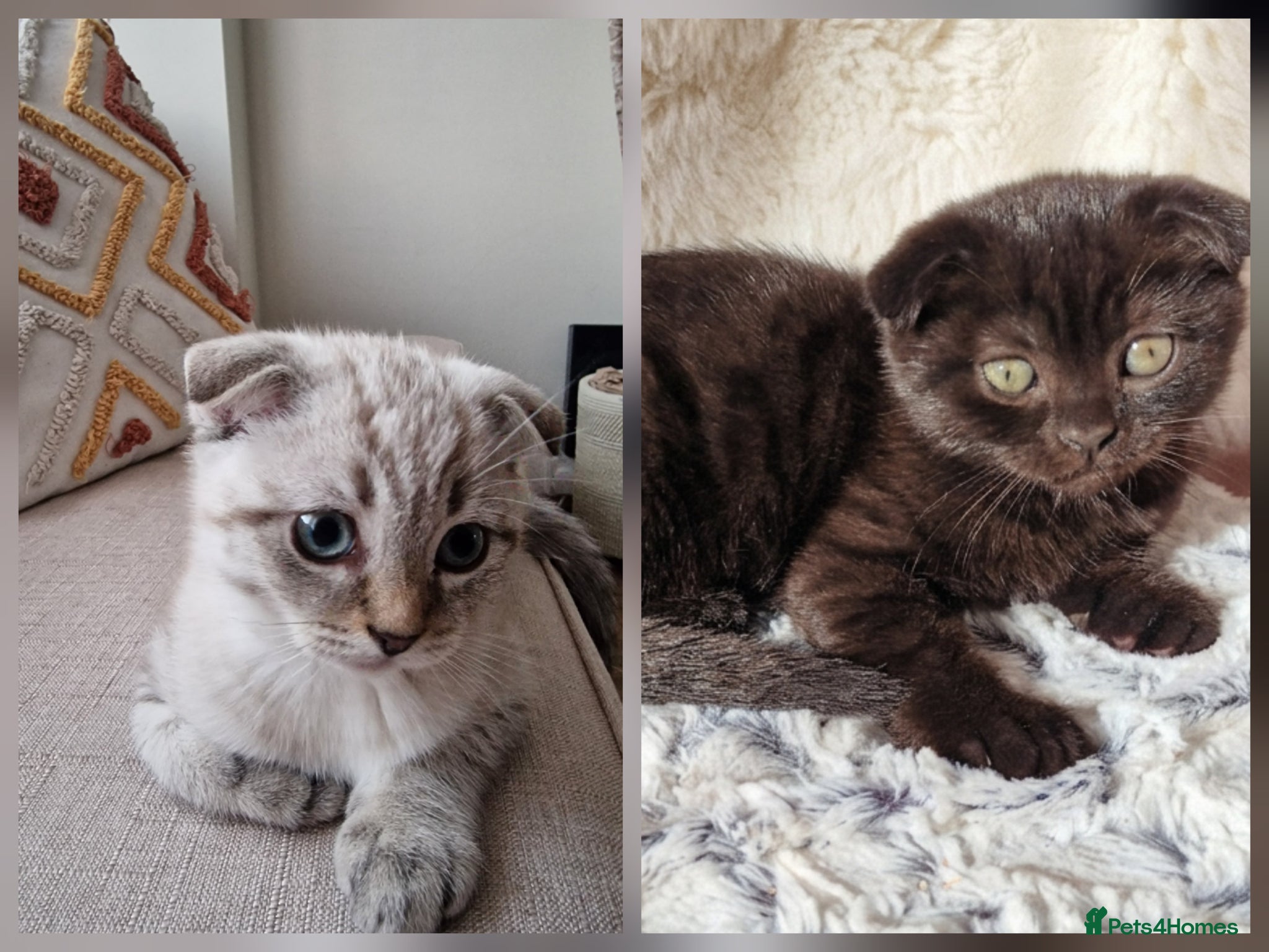 Scottish Fold cats 🐾 Cute Scottishs Fold! Ready🐱 - Advert 1