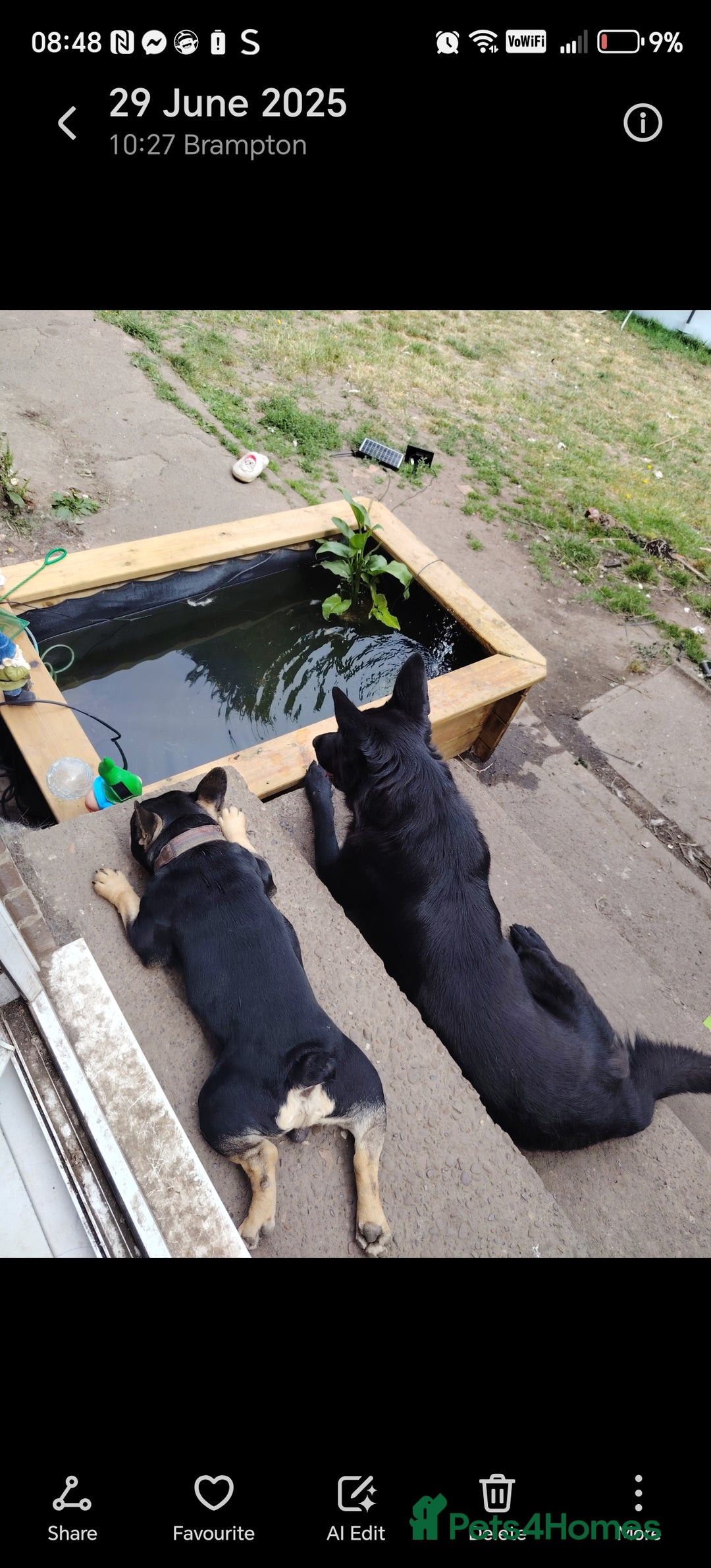 German Shepherd dogs for sale: Keiko - Image 3