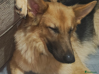 German Shepherd dogs Female German shepherd - Advert 2