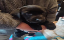 Labrador Retriever dogs for sale:  Vax, Chipped & KC reg black Labrador Puppies  - Image 22
