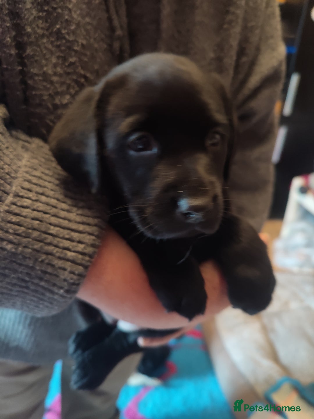 Labrador Retriever dogs for sale:  Vax, Chipped & KC reg black Labrador Puppies  - Image 22