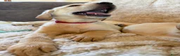 Labrador Retriever dogs for sale: ❤️💫 Superb, chunky, Golden Labrador puppies 💫❤️ in Stourbridge - Advert 25