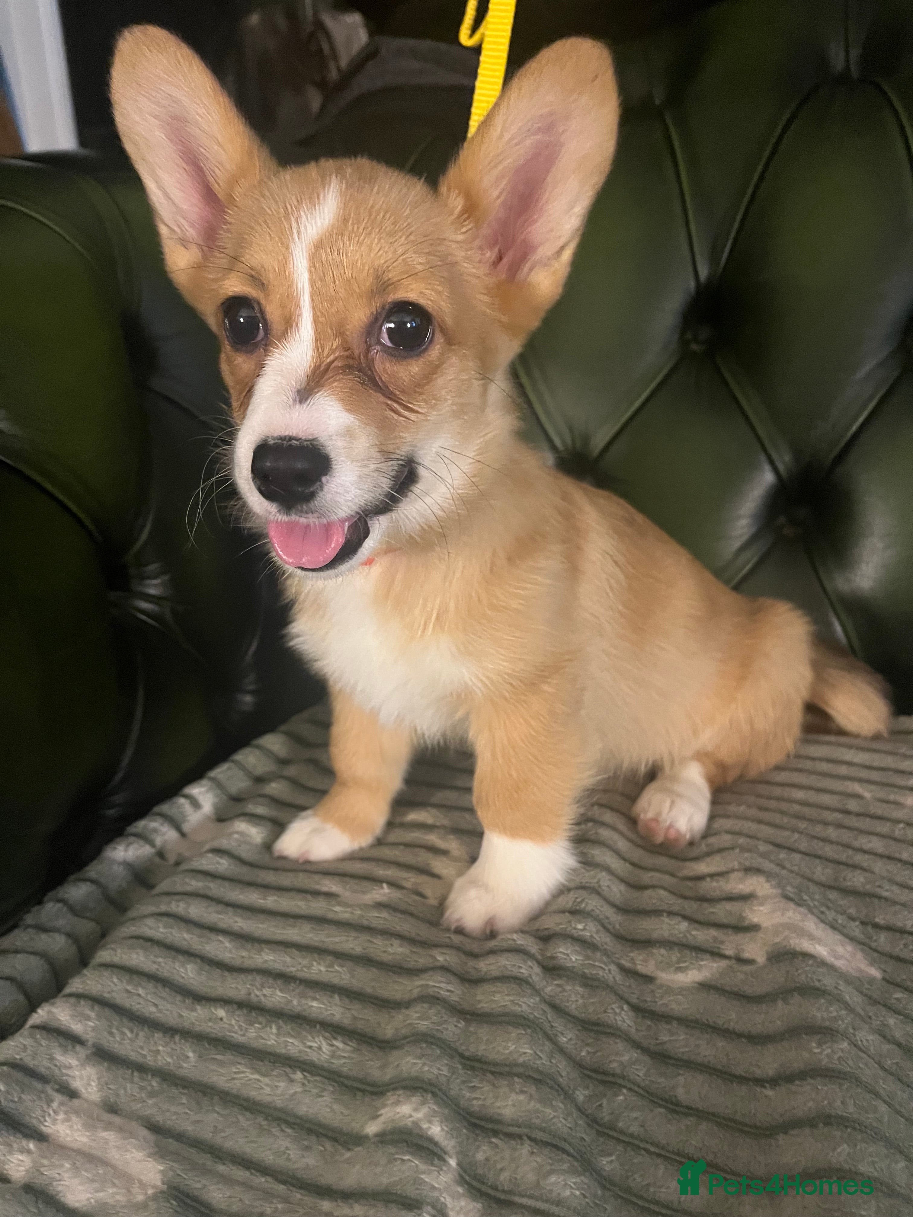 Welsh Corgi Pembroke dogs One beautiful girl looking for her forever home  - Advert 18