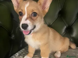 Welsh Corgi Pembroke dogs One beautiful girl looking for her forever home - Advert 18