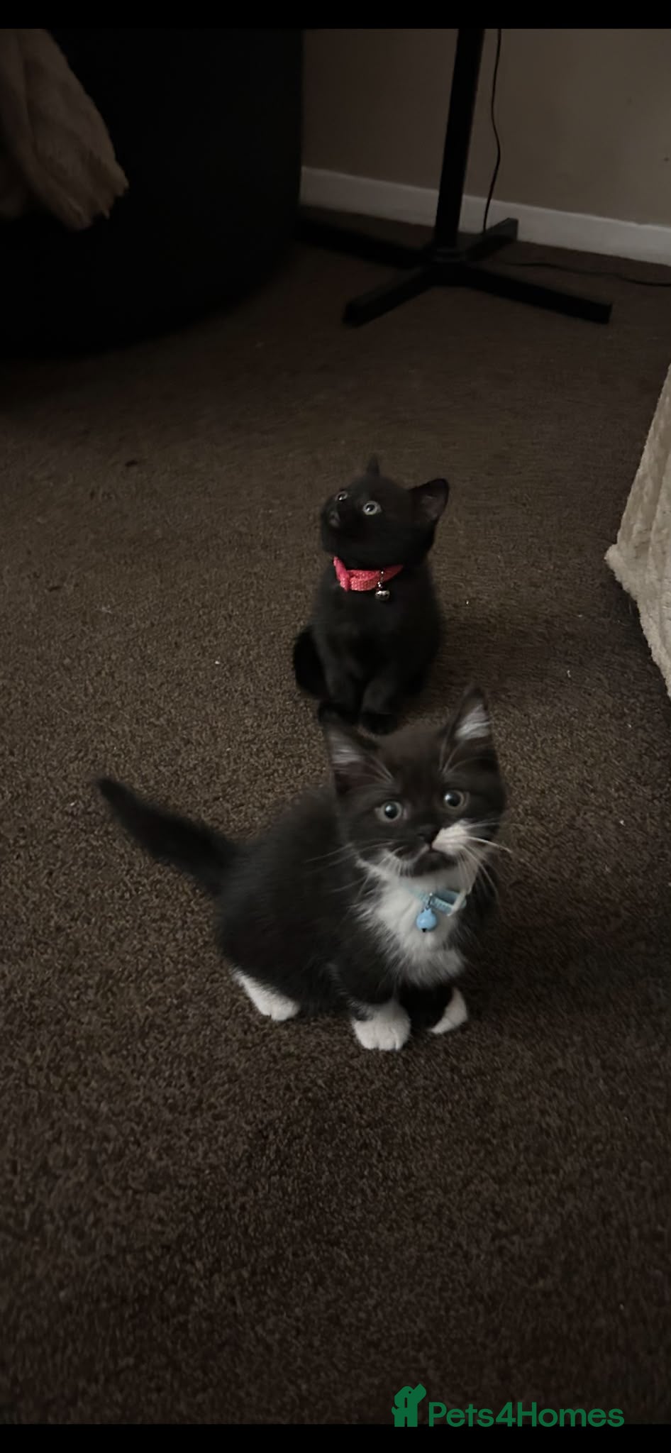 British Shorthair cats Beautiful British short hair cross kittens - Advert 1
