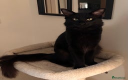 Oriental cats for stud: Guss  - Image 1