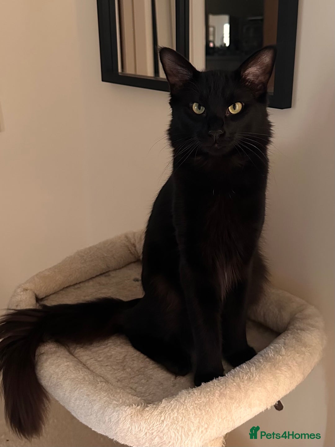 Oriental cats for stud: Guss  - Image 1
