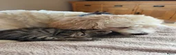 Mixed Breed cats for sale: Adorable kittens available this week - Advert 8