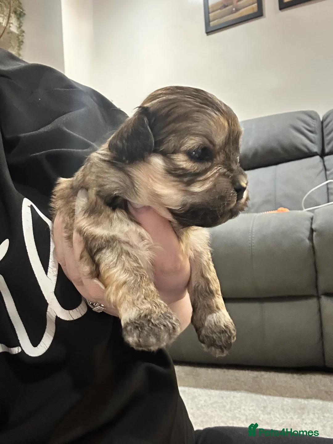 Lhasa Apso dogs for sale: Beautiful mini Lhasa apso’ - Advert 2