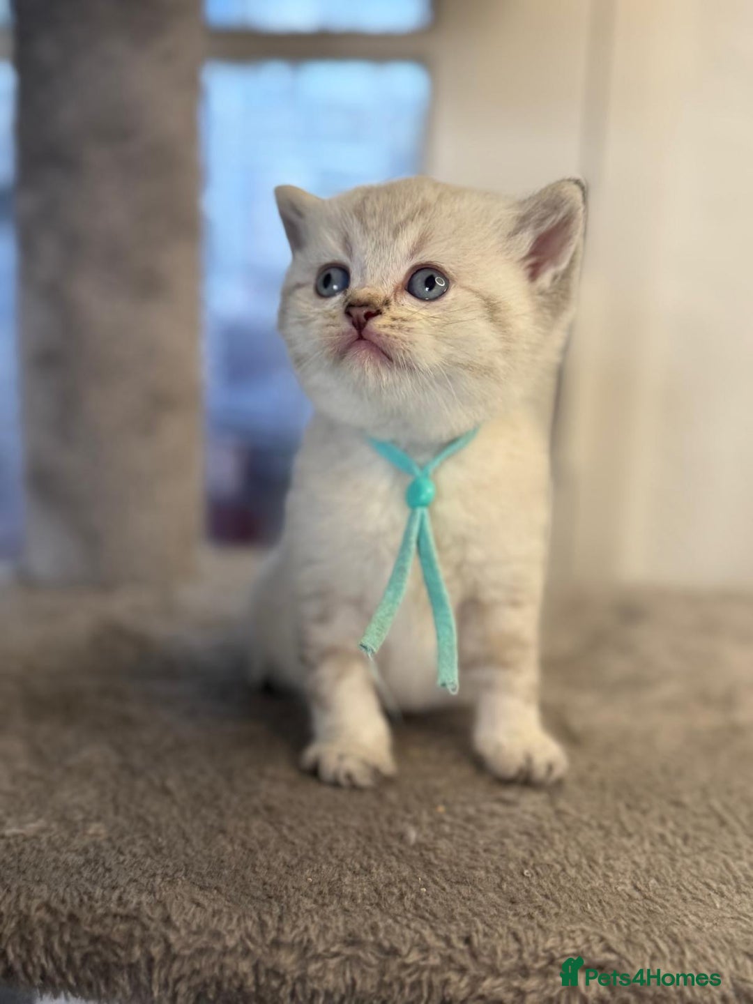 British Shorthair cats for sale: Affectionate Kitten for Rehoming – Indoor Home - Advert 7