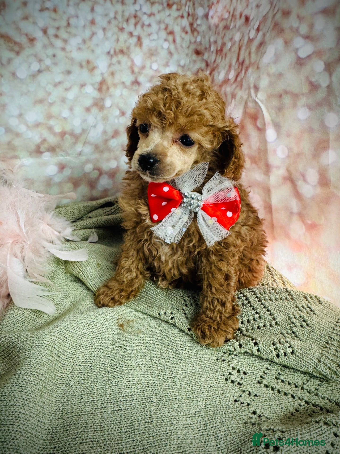 Toy Poodle dogs Red Asian x Toy Poodle  - Advert 7