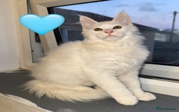 Maine Coon cats for sale: Large Maine coon kittens  - Advert 10