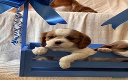 Cavalier King Charles Spaniel dogs for sale: Gorgeous Cavalier King Charles Puppies  - Image 10