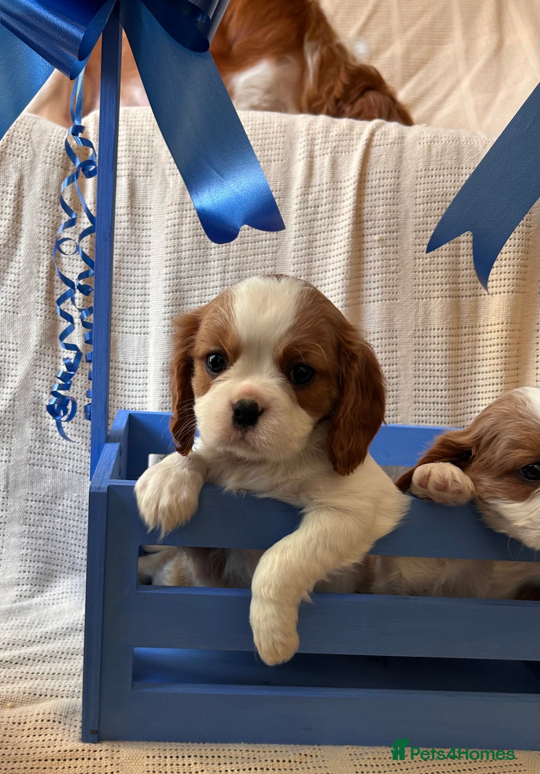 Cavalier King Charles Spaniel dogs for sale: Gorgeous Cavalier King Charles Puppies  - Image 10