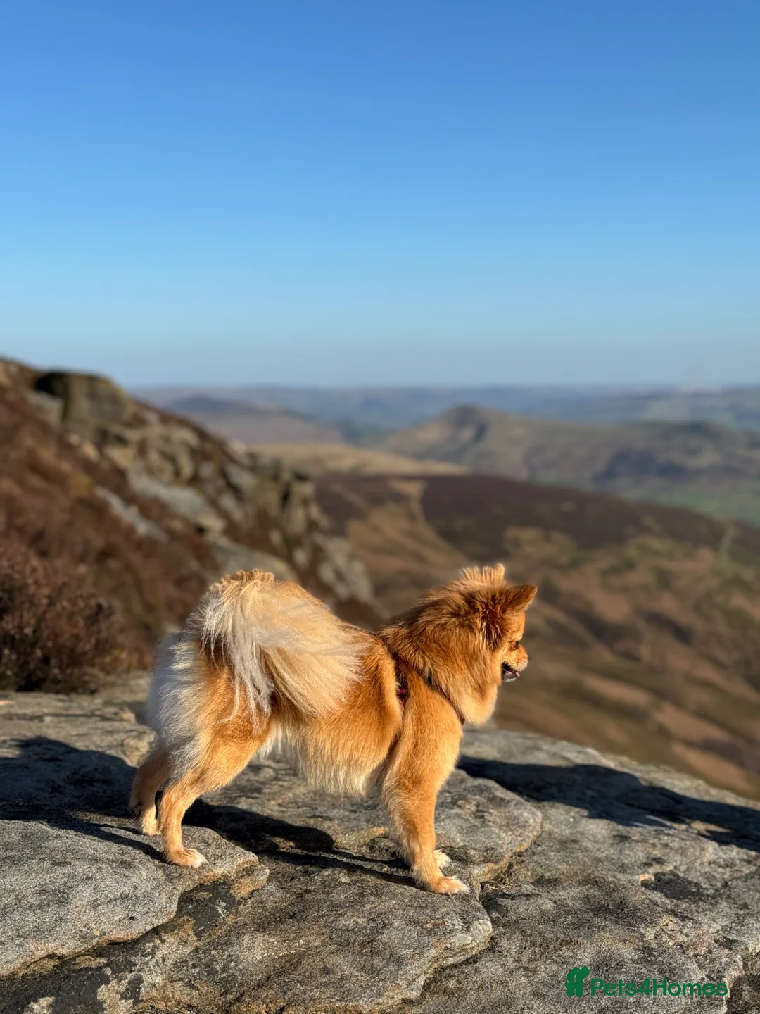 Pomchi dogs for sale: 3-Year-Old Female Pomeranian – Rehoming Needed - Advert 2