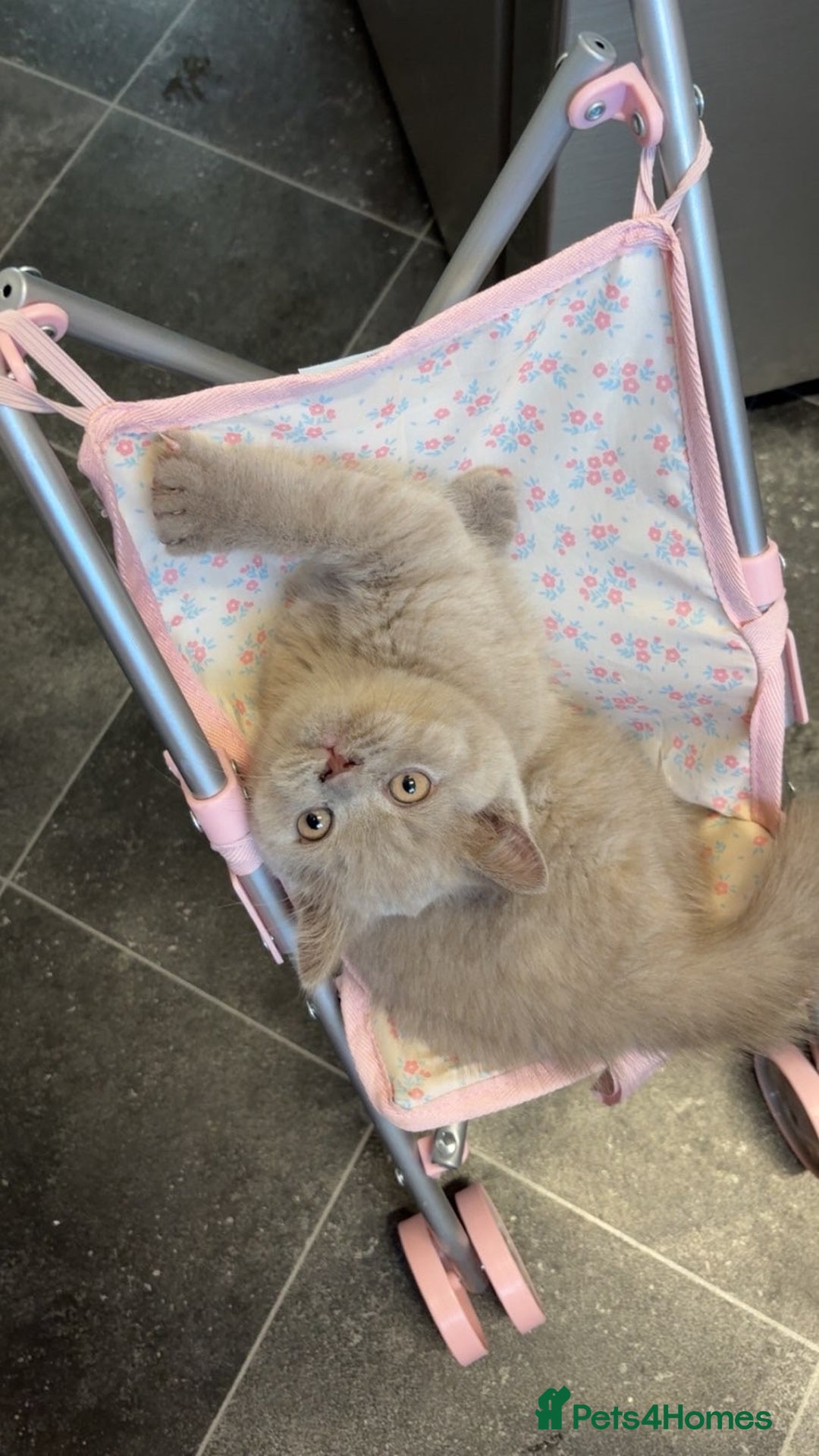 British Shorthair cats for sale: Female now available  - Advert 10