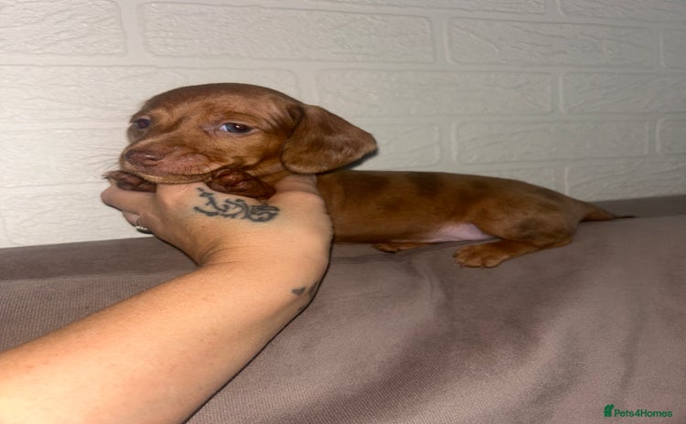 Miniature Dachshund dogs - Advert 1