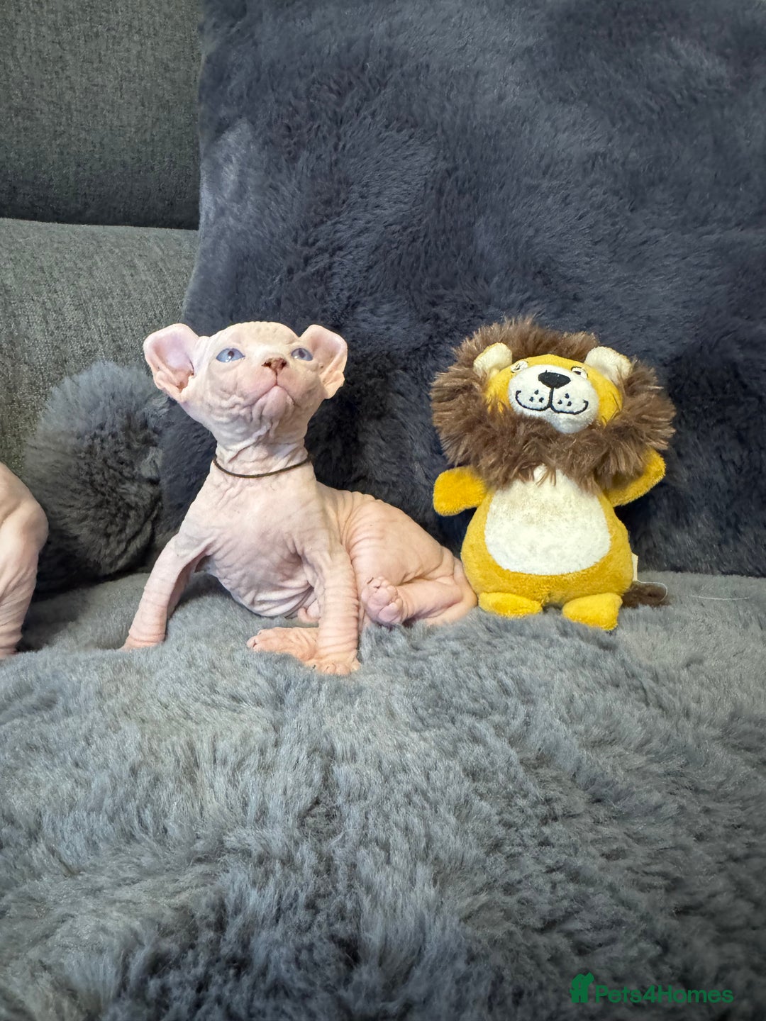 Sphynx cats for sale:  🔥Sphynx and Elf kittens 🔥 - Advert 10