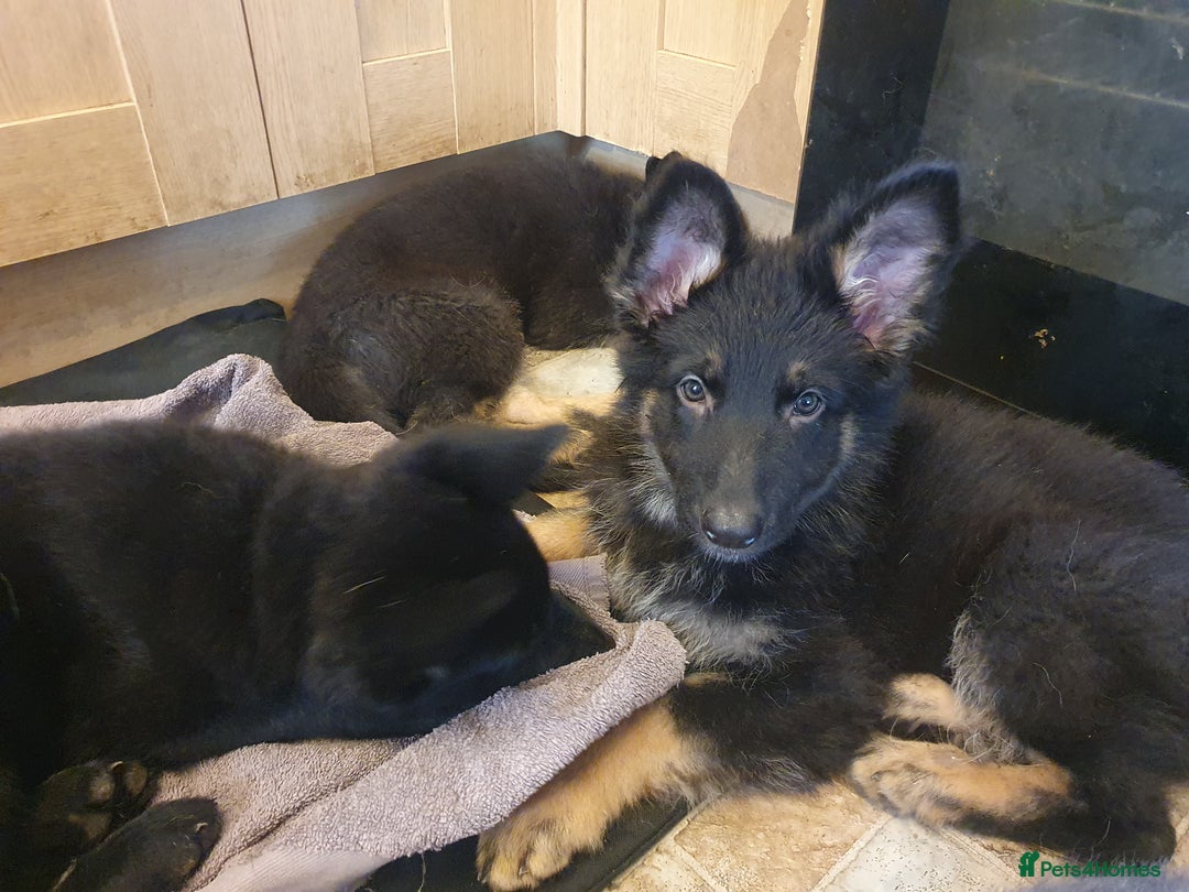 German Shepherd dogs for sale: 10 German Shepherd puppies for sale - Image 12