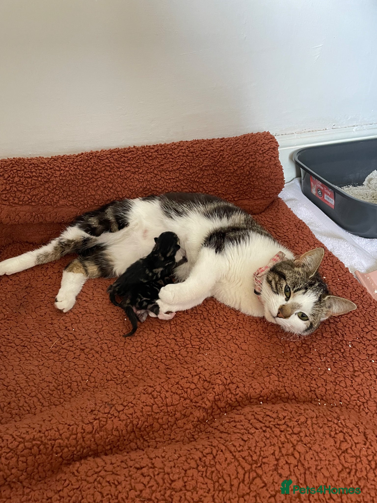 Mixed Breed cats Loving kittens for sale  - Advert 1