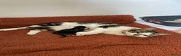 Mixed Breed cats for sale: Loving kittens for sale  in Wigan - Advert 1