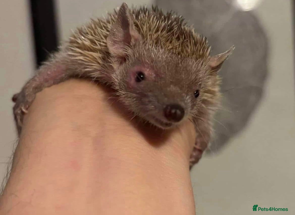 Pygmy Hedgehog rodents Male & Female Tenrecs with 4ft Vivarium Setup £400 - Advert 3