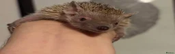 Pygmy Hedgehog rodents for sale: Male & Female Tenrecs with 4ft Vivarium Setup £400 - Advert 1