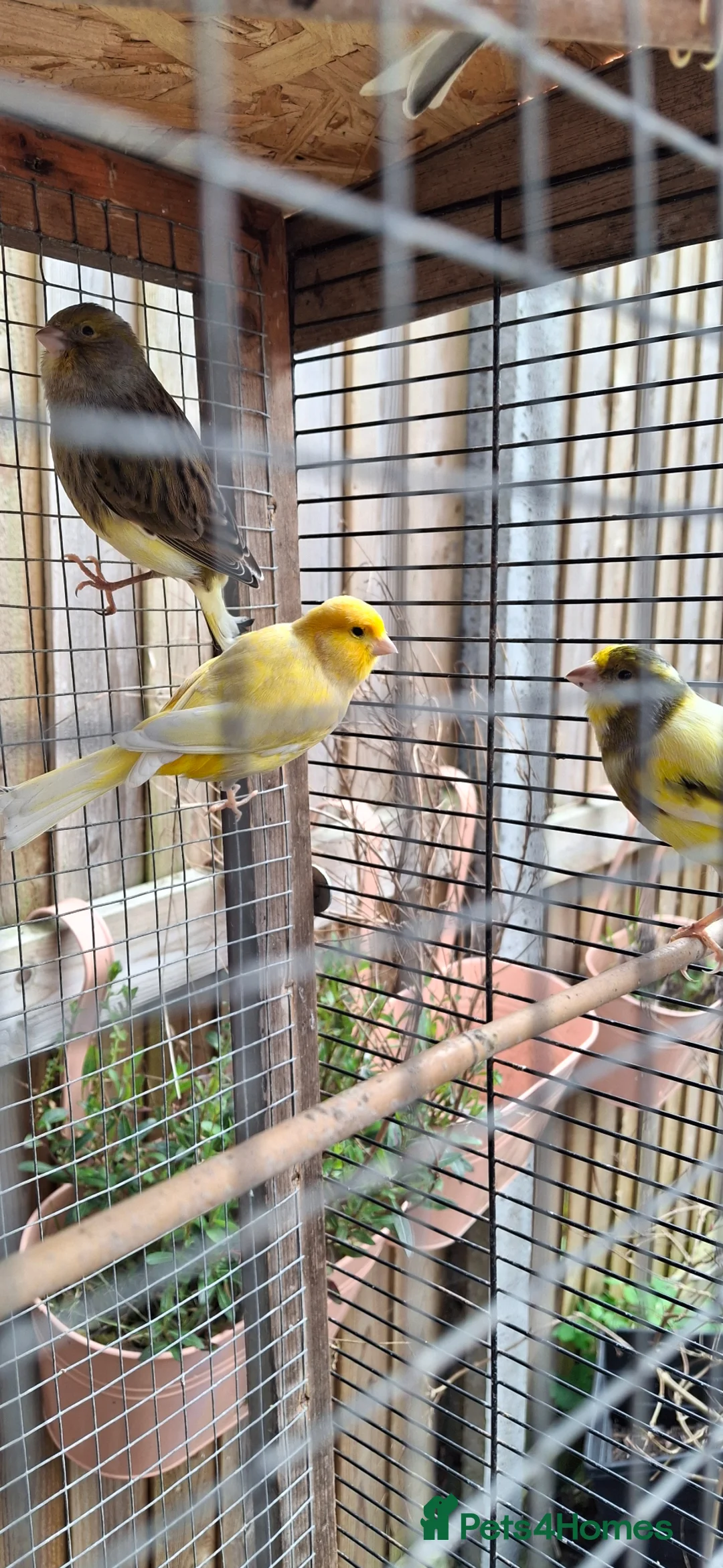 Canaries birds for sale: Canaries - Advert 2