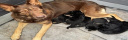 German Shepherd dogs for sale: Black & Tan GSD Puppies - Advert 5